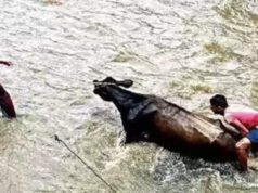 Vets flag gaps in disaster response, want timely alerts | Hyderabad News