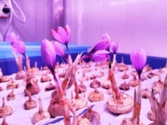 No soil, no sunlight: Saffron blooms in Telangana Horticultural University