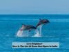 7 Best Dolphin watching spots in India; The nearest to Hyderabad