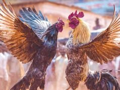 Godavari-style cockfights spread to Vijayawada with political backing