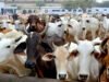 Hyderabad: Police bust illegal cattle transport at Abdullapurmet