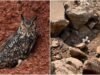 How 5 owl eggs were saved and a ‘miracle’ hatched at a Telangana quarry | India News