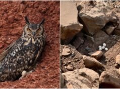 How 5 owl eggs were saved and a ‘miracle’ hatched at a Telangana quarry | India News