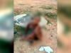 Hyderabad horror: Street dogs attack seven-year-old boy, rip off part of his ear – Hyderabad News